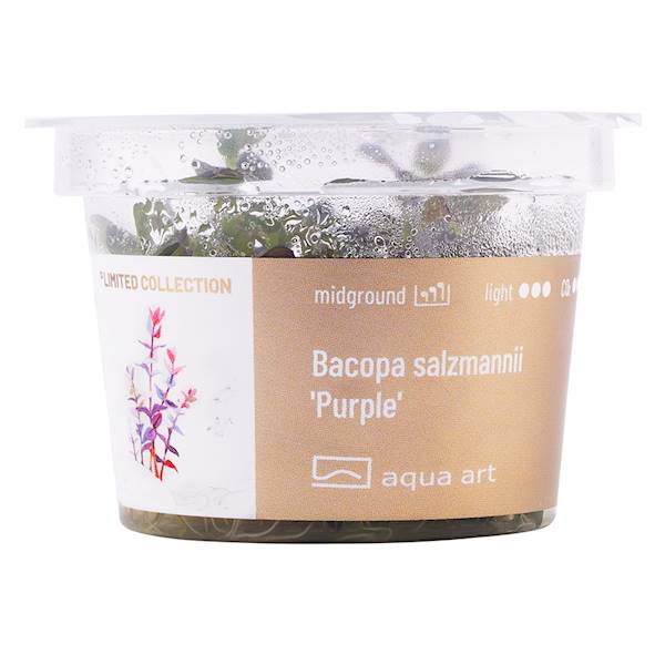 BACOPA SALZMANNII PURPLE