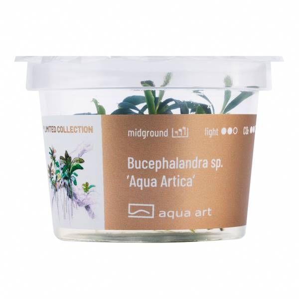 BUCEPHALANDRA SP.AQUA ARTICA AQUA ART