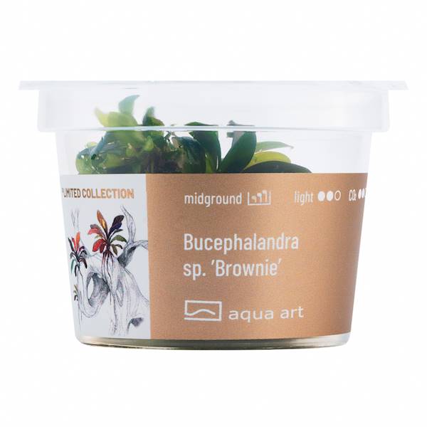 BUCEPHALANDRA SP.'BROWNIE