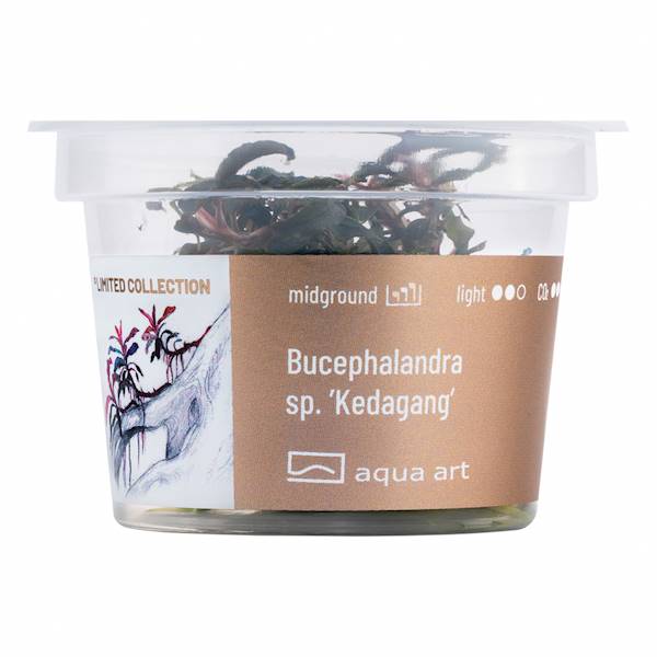 BUCEPHALANDRA SP.KEDAGANG