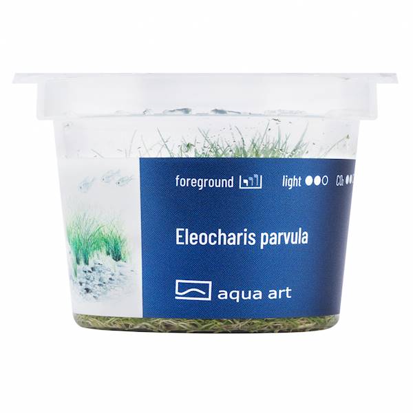ELEOCHARIS PARVULA AQUA ART