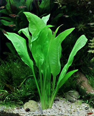 ECHINODORUS GRISEBACHII BLEHERAE DENNERLE PLANTS