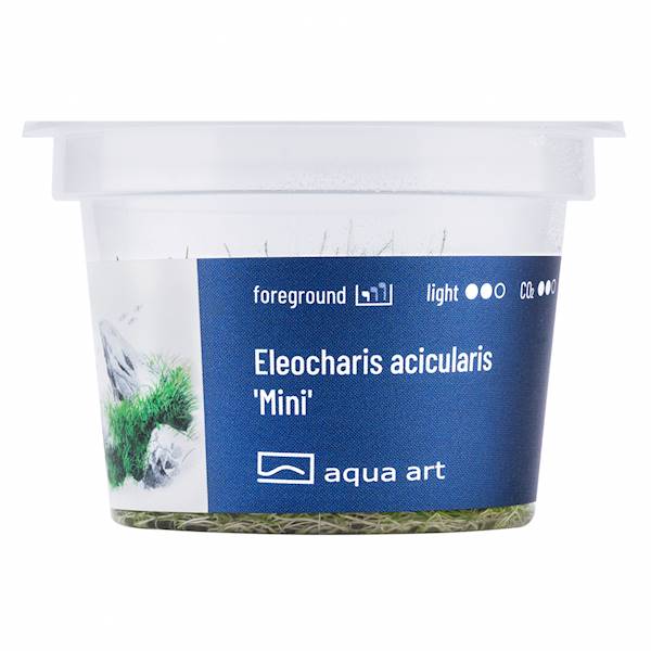 ELEOCHARIS PUSILLA AQUA ART
