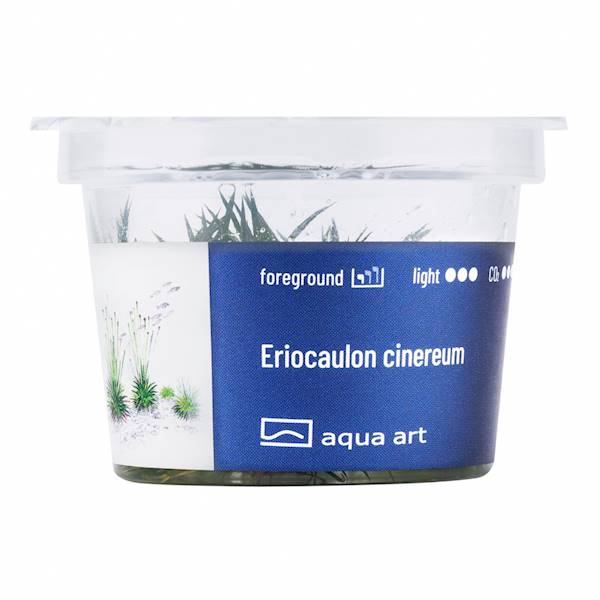 ERIOCAULON CINEREUM AQUA ART