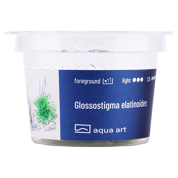 GLOSSOSTIGMA ELATINOIDES