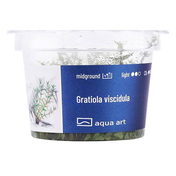 GRATIOLA VISCIDULA AQUA ART