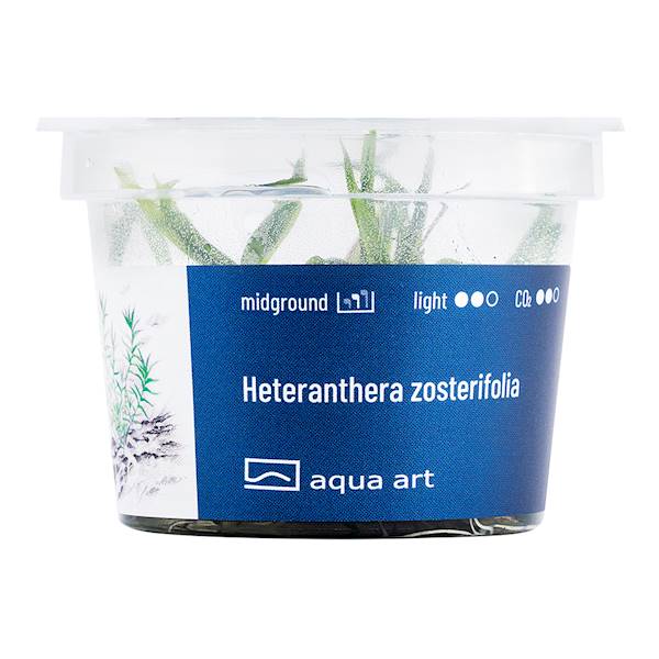 HETERANTHERA ZOSTERIFOLIA AQUA ART