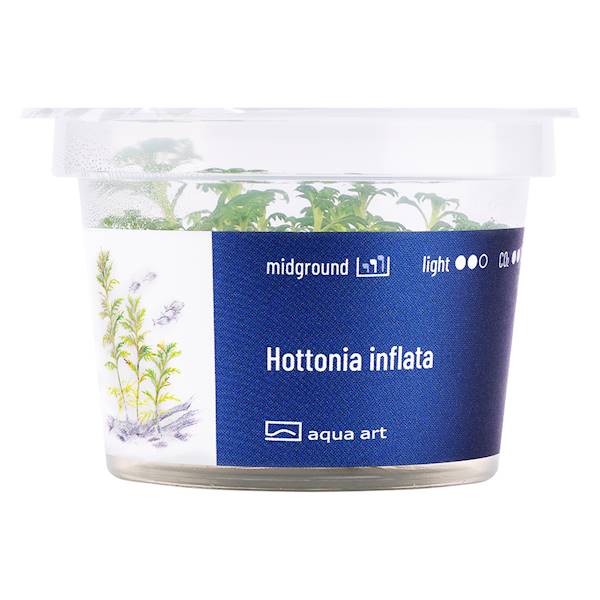 HOTTONIA INFLATA AQUA ART