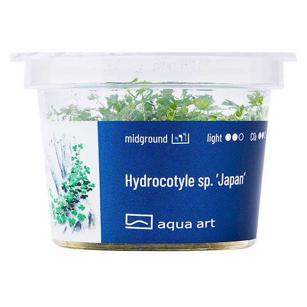 HYDROCOTYLE SP. JAPAN AQUA ART