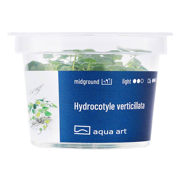 HYDROCOTYLE VERTICILLATA AQUA ART
