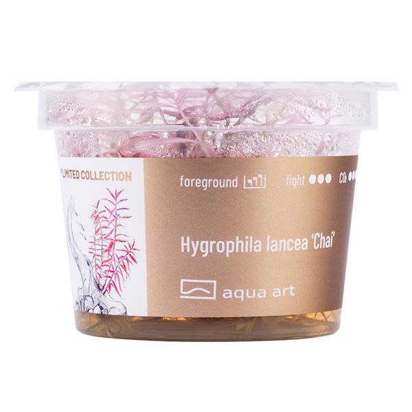 HYGROPHILA LANCEA CHAI AQUA ART