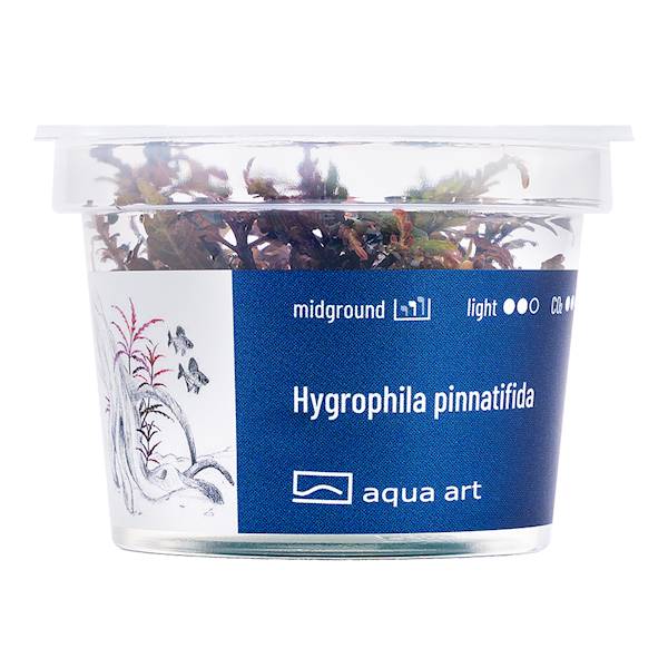 HYGROPHILA PINNATIFIDA