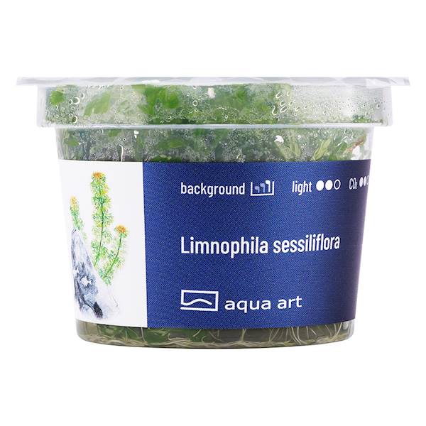 LIMNOPHILA SESSILIFLORA AQUA ART
