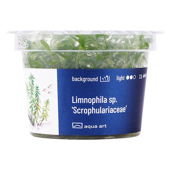 LIMNOPHILA SP. SCROPHULARIACEAE AQUA ART