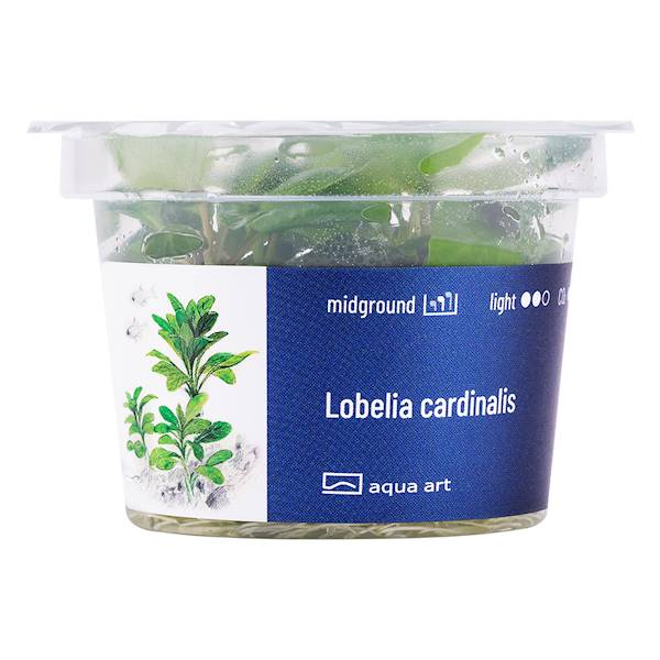 LOBELIA CARDINALIS AQUA ART
