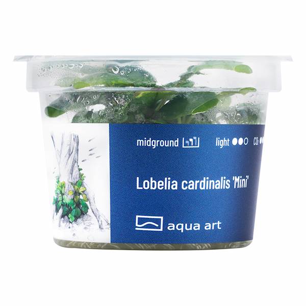 LOBELIA CARDINALIS MINI AQUA ART