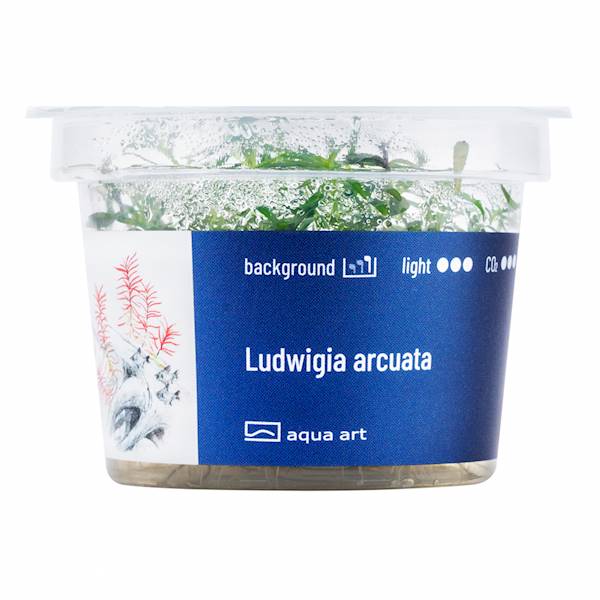 LUDWIGIA ARCUATA AQUA ART