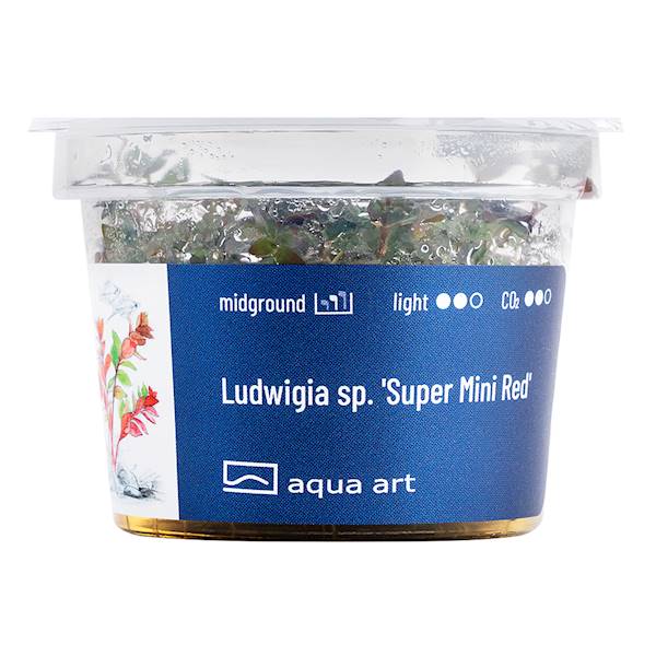 LUDWIGIA SP. SUPER MINI RED
