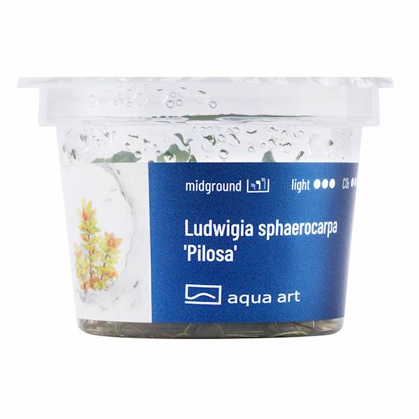LUDWIGIA SPHAEROCARPA PILOSA AQUA ART