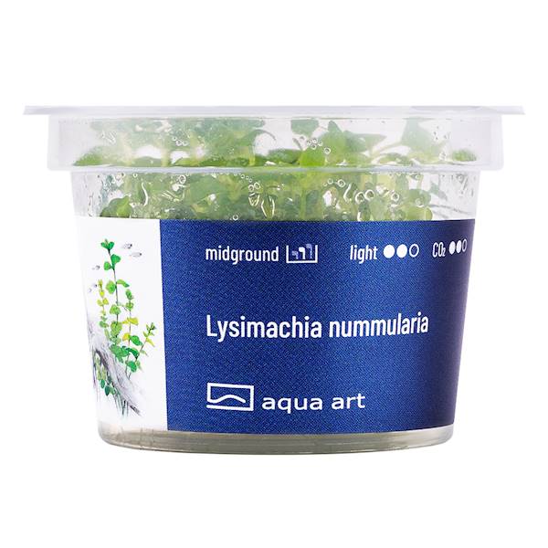 LYSIMACHIA NUMMULARIA AQUA ART