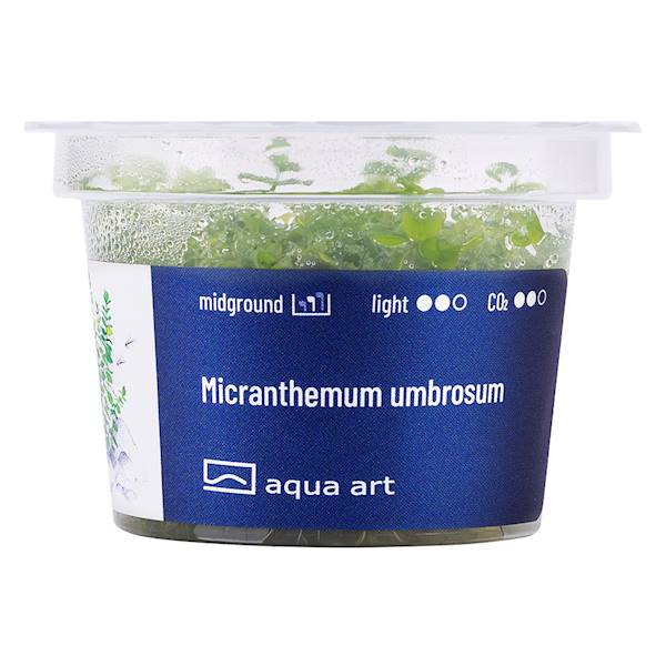 MICRANTHEMUM UMBROSUM