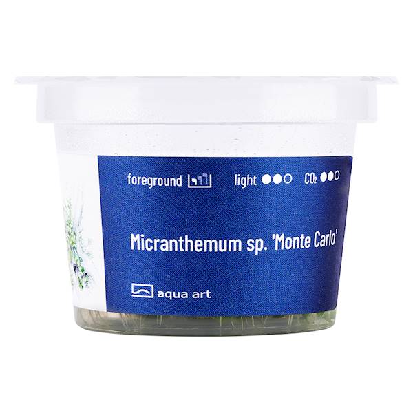 MICRANTHEMUM MONTE CARLO AQUA ART