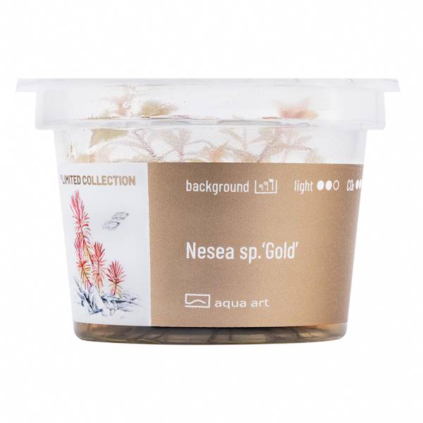 NESEA SP. GOLD AQUA ART