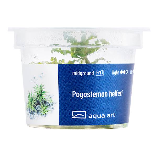 POGOSTEMON HELFERI AQUA ART