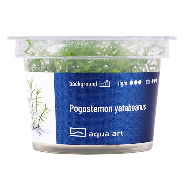 POGOSTEMON YATABEANUS AQUA ART