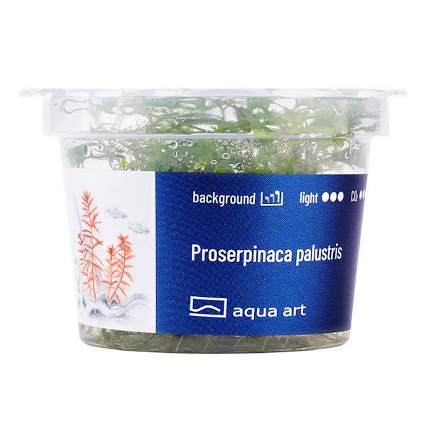 PROSERPINACA PALUSTRIS AQUA ART