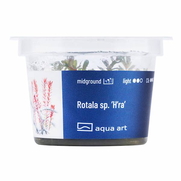 ROTALA SP. H'RA AQUA ART