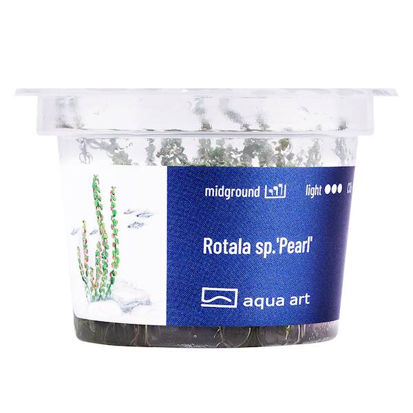 ROTALA SP. PEARL