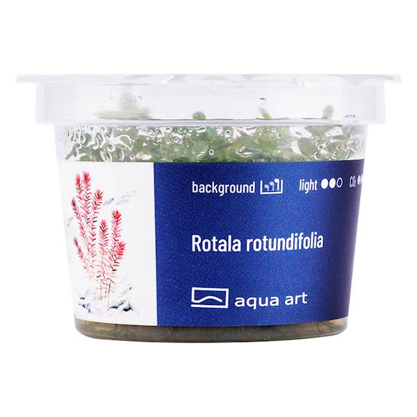 ROTALA ROTUNDIFOLIA AQUA ART