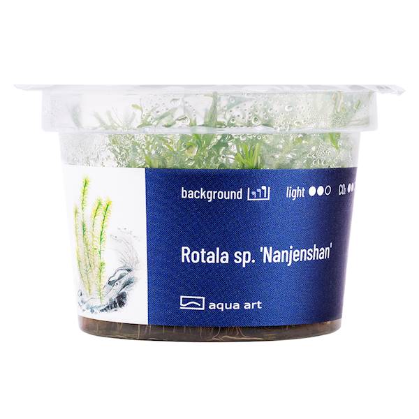 ROTALA SP. NANJENSHAN AQUA ART