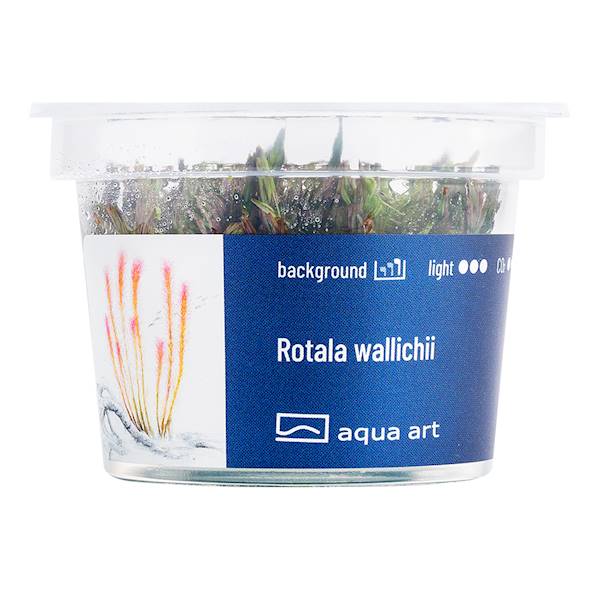 ROTALA SP. YAO YAI AQUA ART