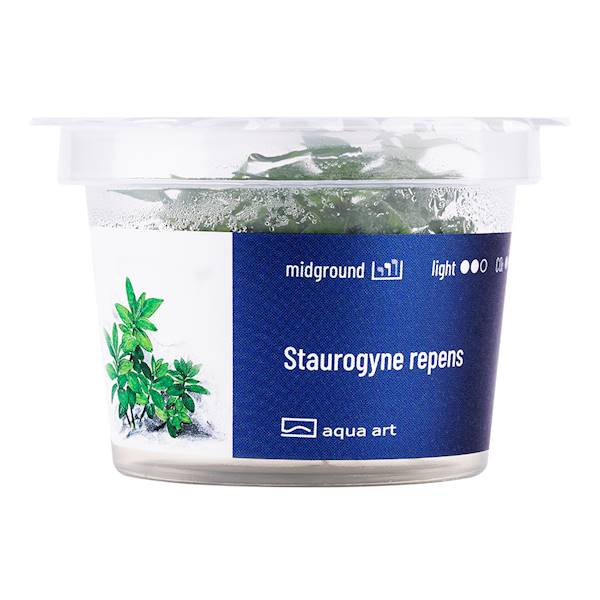 STAUROGYNE REPENS AQUA ART