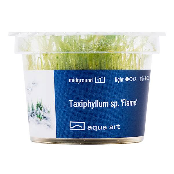 TAXIPHYLLUM SP. FLAME