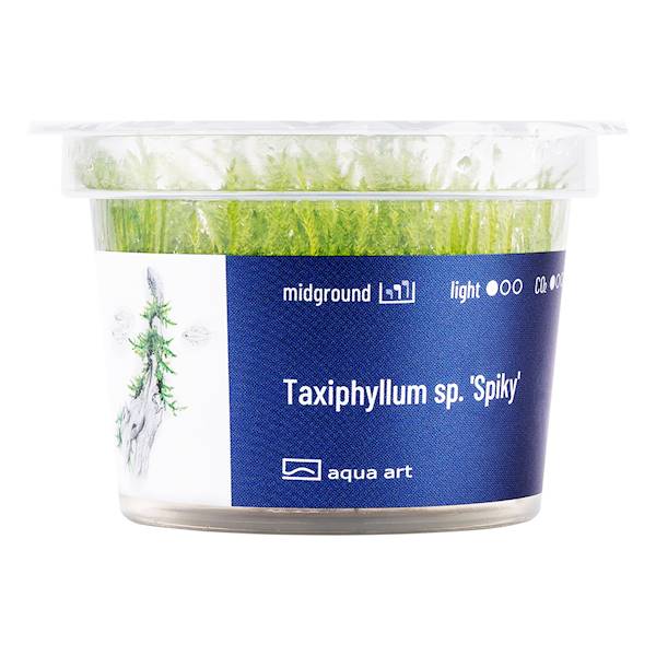 TAXIPHYLLUM SPIKY