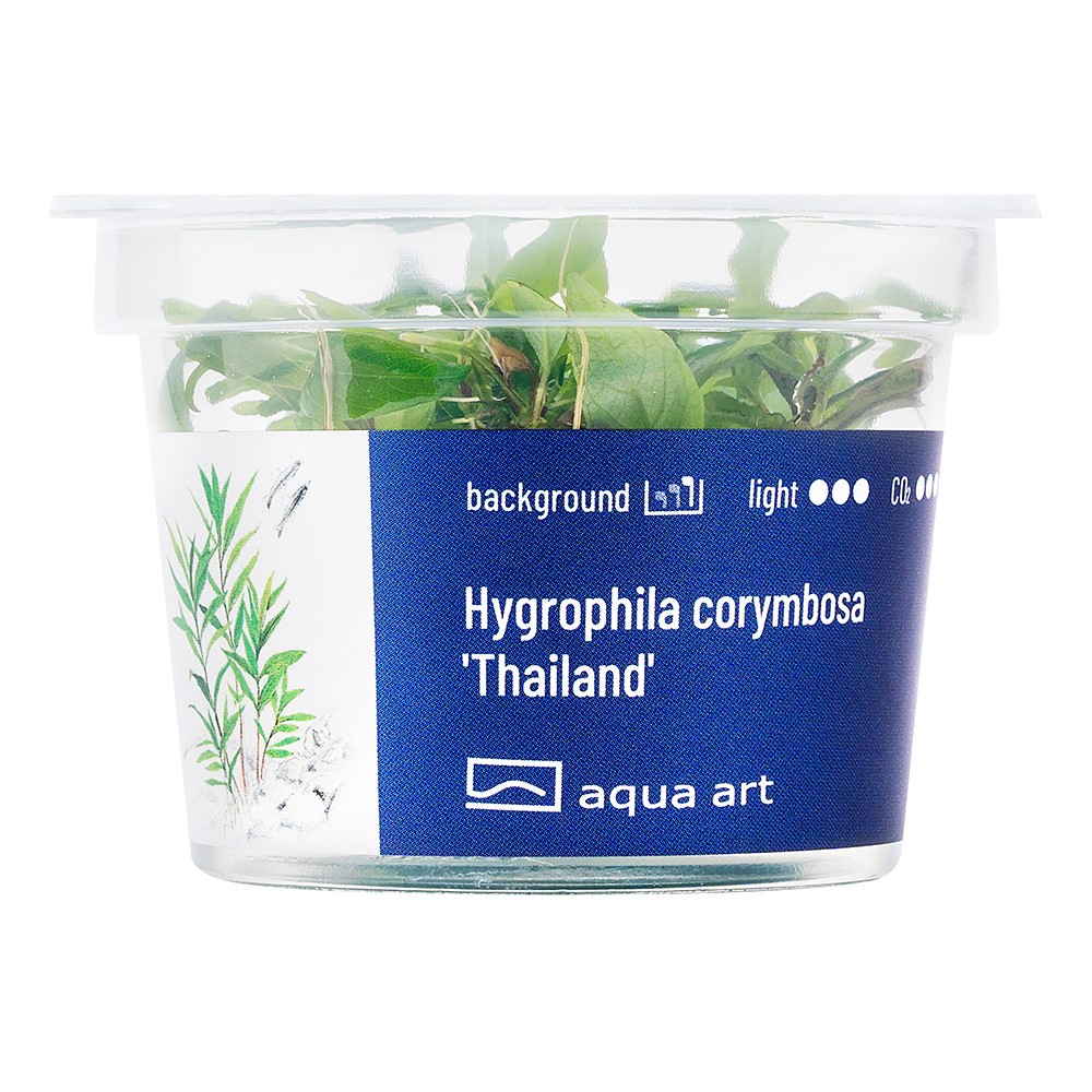 HYGROPHILA CORYMBOSA THAILAND