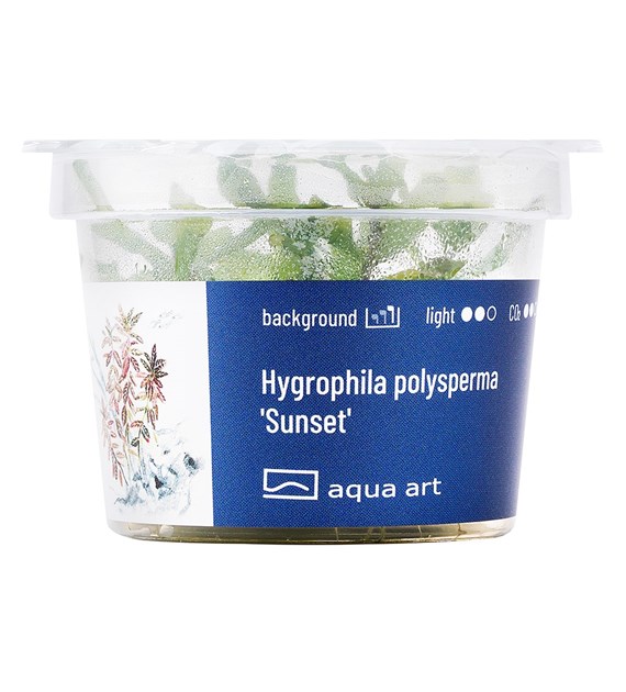 HYGROPHILA POLYSPERMA SUNSET