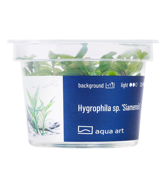 HYGROPHILA sp.SIAMENSIS AQUA ART