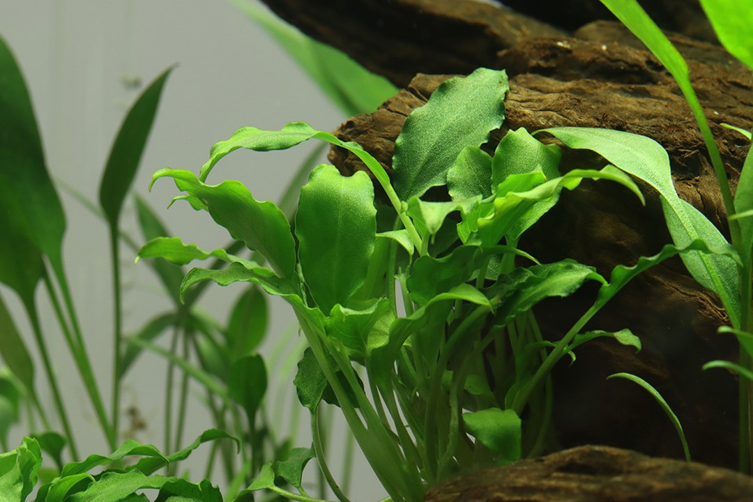SCHISMATOGLOTTIS PRIETOI TROPICA