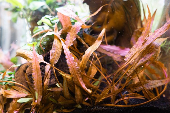 CRYPTOCORYNE AFFINIS DARK ORANGE DENNERLE PLANTS