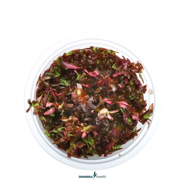 ROTALA ROTUNDIFOLIA BLOOD RED 