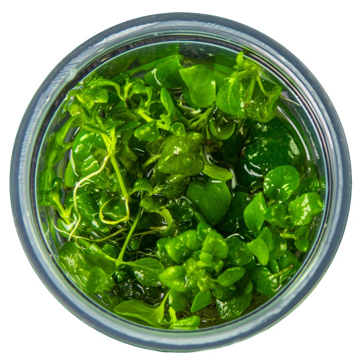HYGROPHILA SERPYLLUM TROPICA