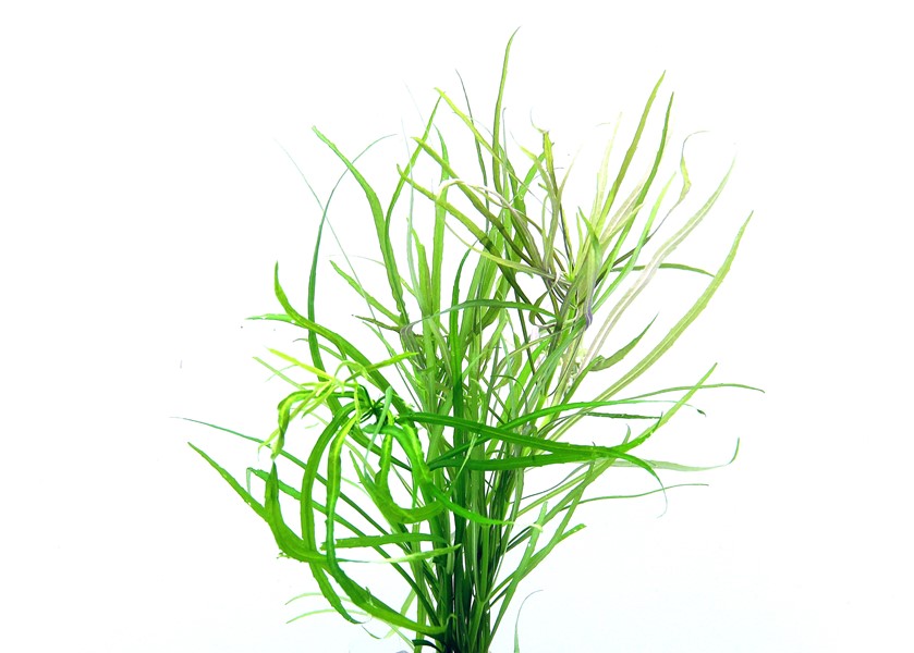 POGOSTEMON QUADRIFOLIUS