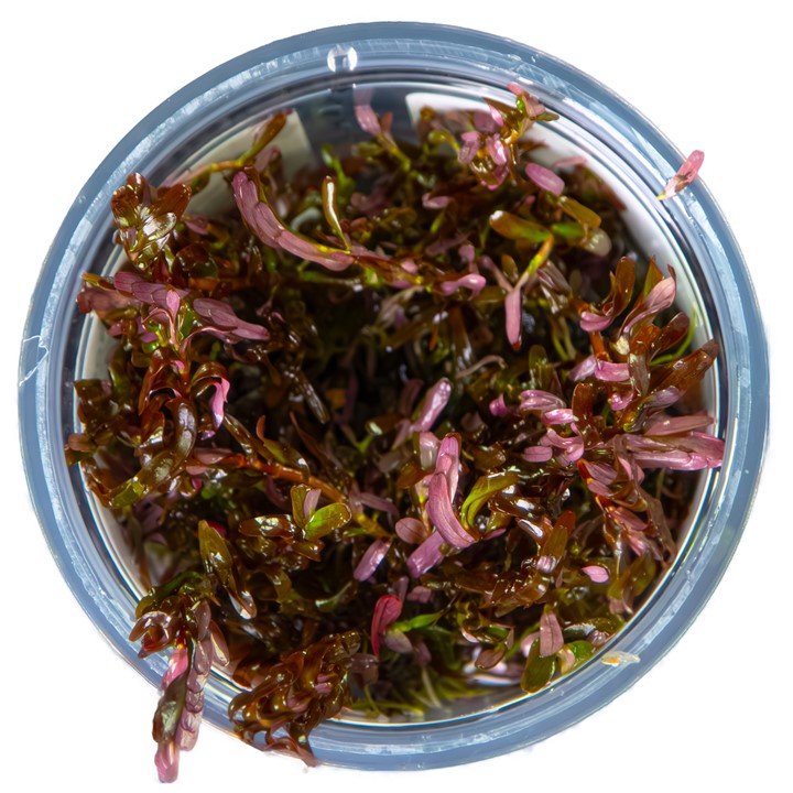 ROTALA ROTUNDIFOLIA BLOOD RED