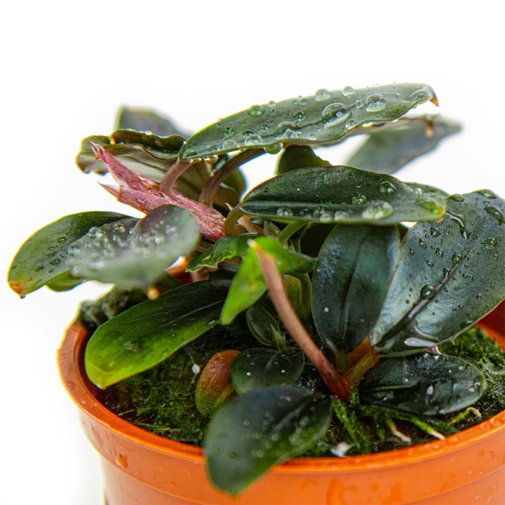 BUCEPHALANDRA SORDIDULA BLUE TROPICA