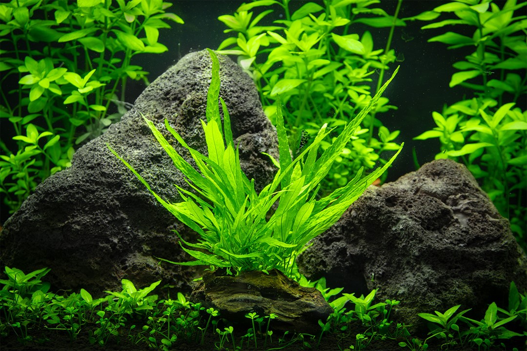 MICROSORUM PTEROPUS NANO WOOD TROPICA
