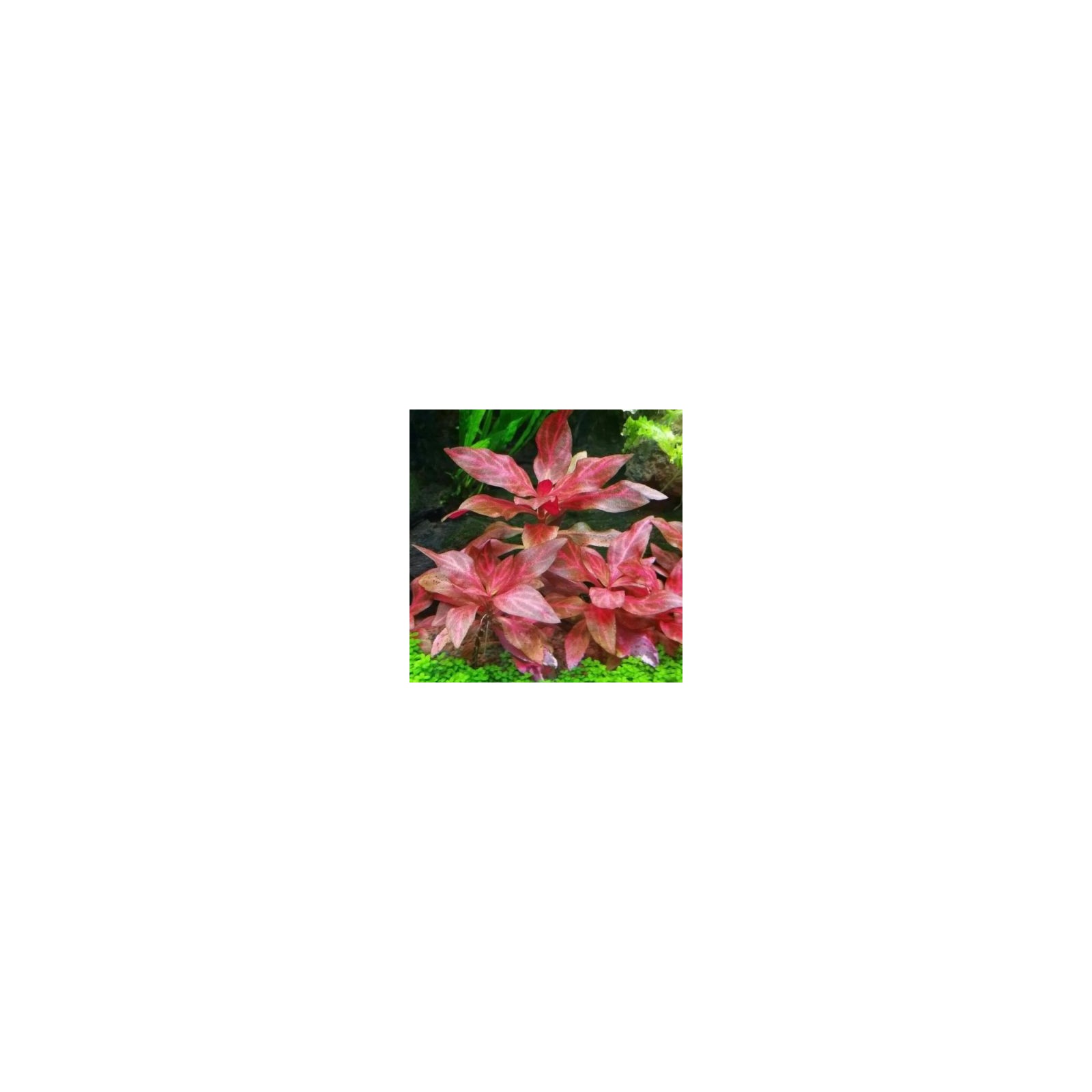 ALTERNANTHERA REINECKII Rosanervig